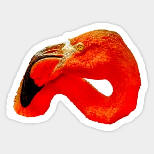 Flamingo head Sticker